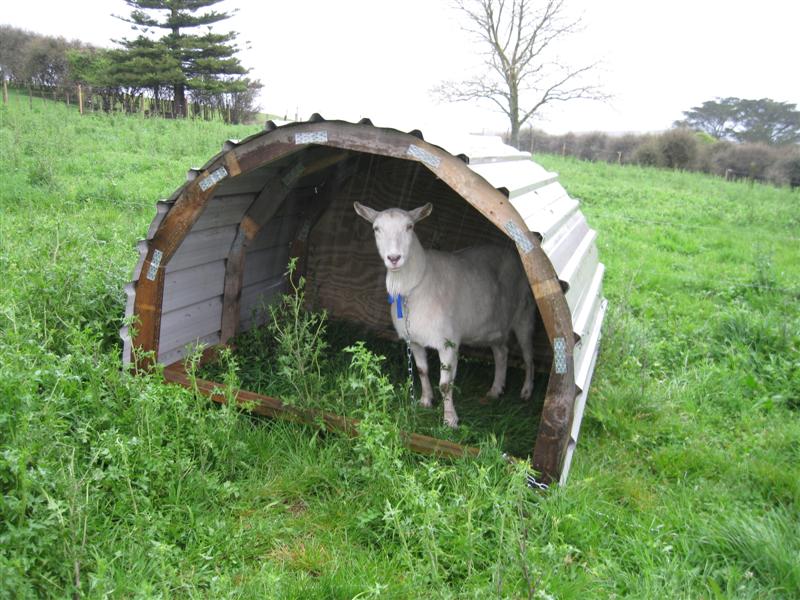 DIY Goat Shelter
