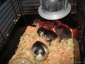 Chicks – 1 week old