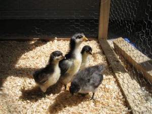 Chicks – 12 Days Old