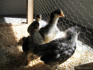 Chicks – 18 Days Old