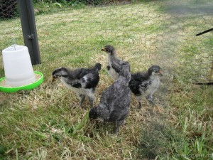 Chicks – First time outdoors – 3 Weeks Old