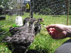 Chicks – 4 Weeks Old
