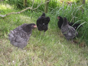 Chicks – 7 Weeks old