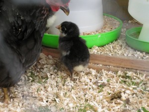 More new chicks